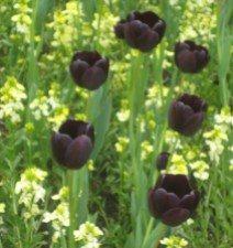 Tulipa 'Queen of Night' and wallflowers (2)