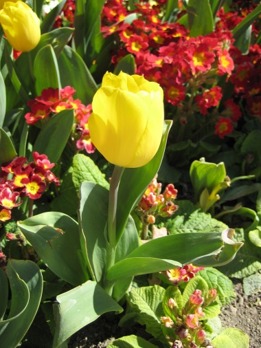 Tulipa 'Yellow'