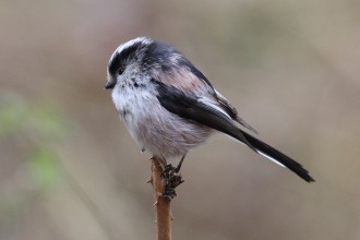 long-tailed-tit-13_10a