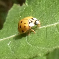Garden Schooling: Ladybird Maths